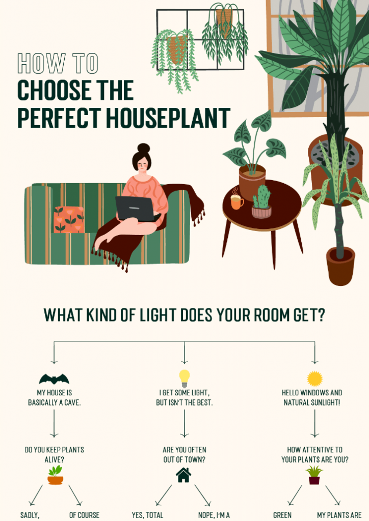 Infographic about choosing the perfect house plant
