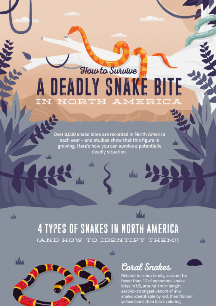 Infographic about the different types of snakes and what to do when you get bitten by them